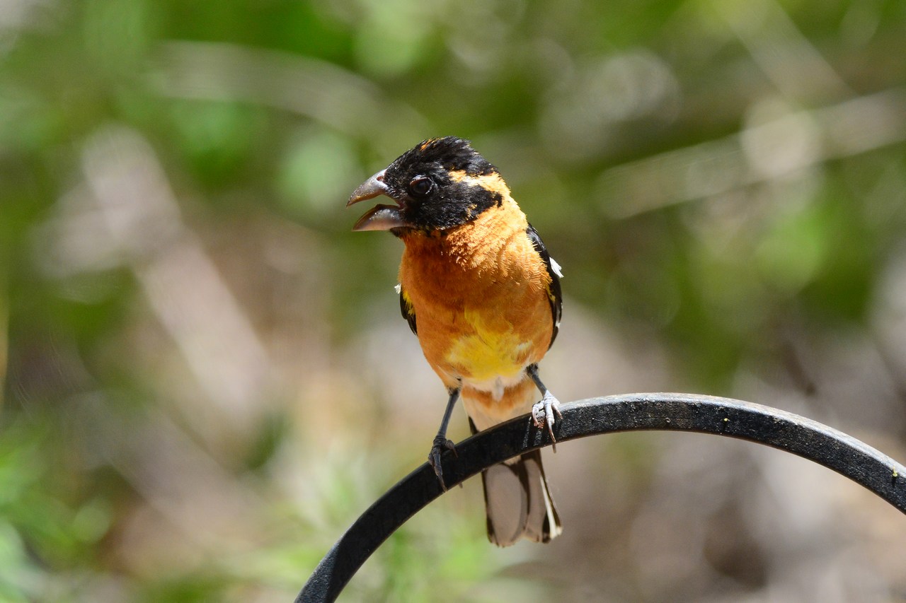 Pheuctinus melanocephalus Pheuctinus melanocephalus